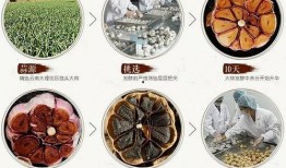 爆料绿蒜的研制过程视频,创新科技引领健康美食新潮流